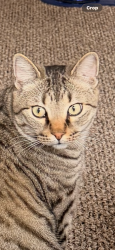 Lost Male Cat last seen Near Street NW, Edmonton, AB 