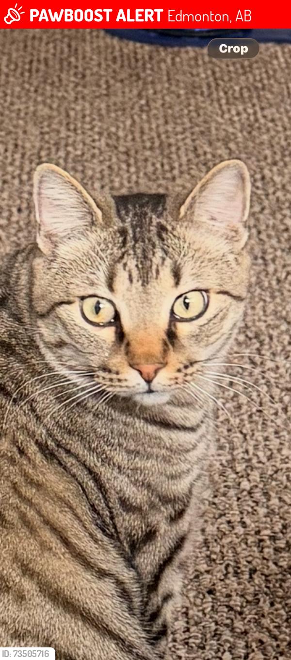 Lost Male Cat last seen Near Street NW, Edmonton, AB 