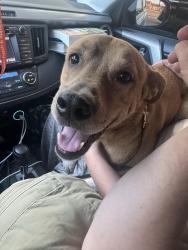 Reunited Male Dog last seen I35 and lancaster, Fort Worth, TX 76112