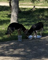 Found/Stray Female Dog last seen Near Potranco Rd. near Talley, San Antonio, TX 78253