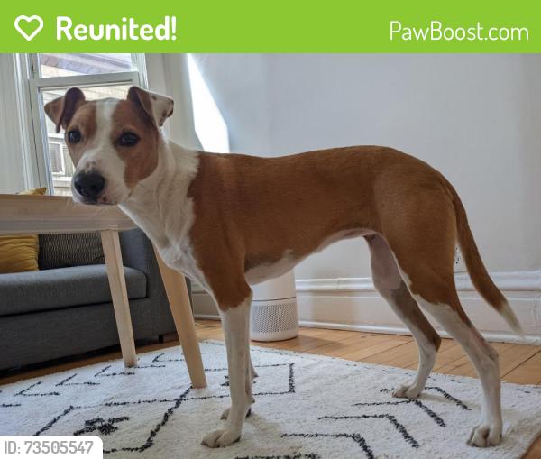 Reunited Female Dog last seen Central Park and Fullerton, Chicago, IL 60647
