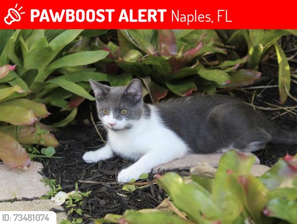 Lost Male Cat last seen 11th st N & 12th ave N… Lake park Neighborhood, Naples, FL 34102