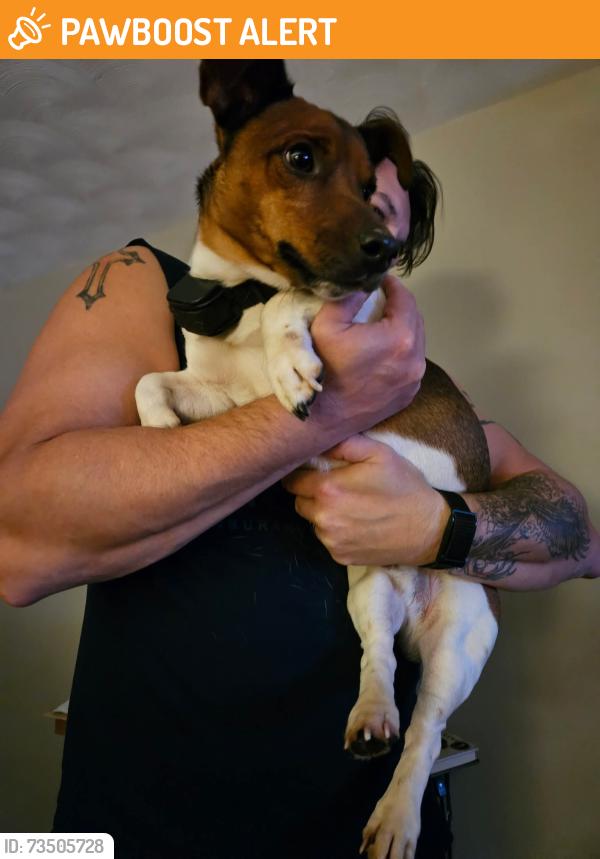 Found/Stray Male Dog last seen E Locust Ln/Edenburg Rd, Manchester Township, PA 17406