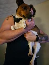 Found/Stray Male Dog last seen E Locust Ln/Edenburg Rd, Manchester Township, PA 17406
