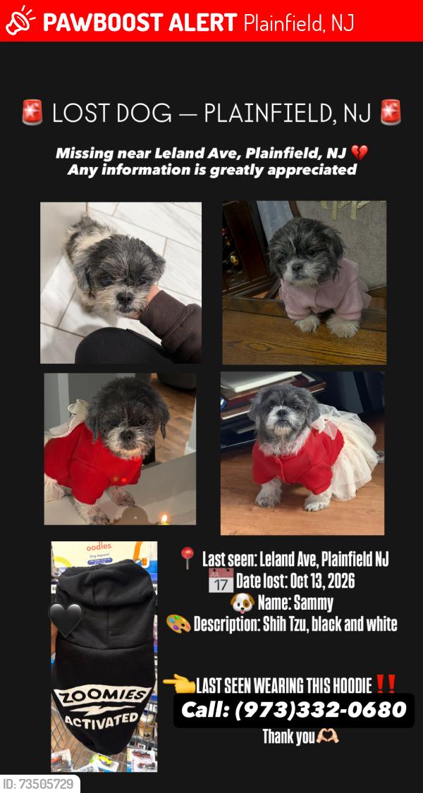 Lost Female Dog last seen North Ave and South Ave, Scotch Plains, NJ 07076