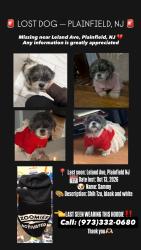 Lost Female Dog last seen North Ave and South Ave, Scotch Plains, NJ 07076