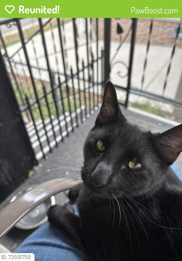 Reunited Male Cat last seen 90th and Mandel Street, Federal Heights, CO 80260