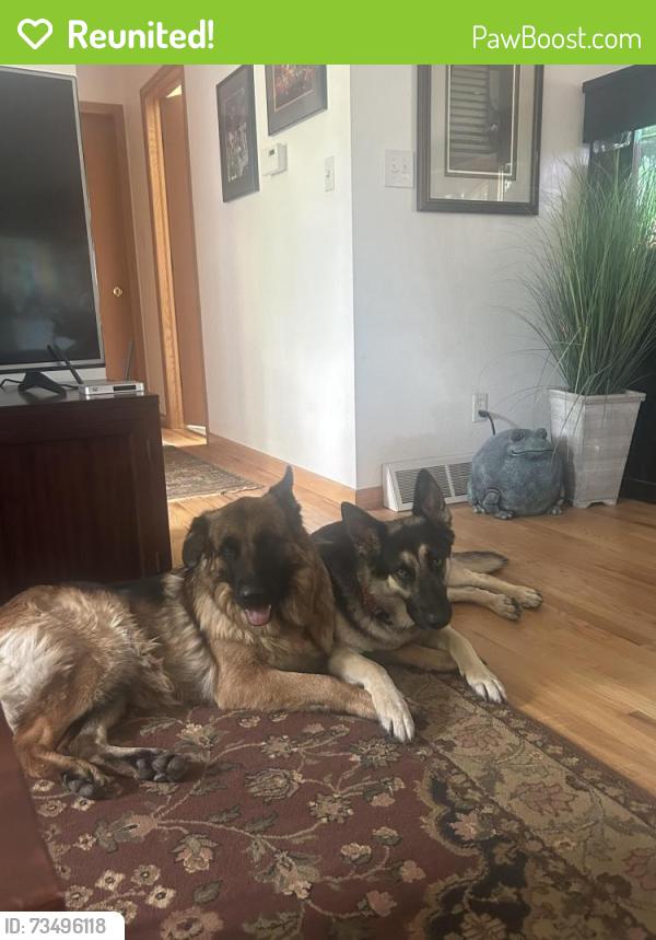 Reunited Female Dog last seen Near Clarendon Hills Drive and Ashford Ct, Fort Collins, CO 80526