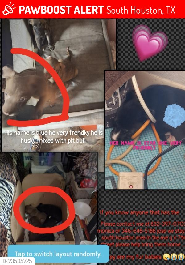 Lost Female Dog last seen Near 7th street, South Houston, TX 77587