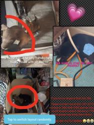 Lost Female Dog last seen Near 7th street, South Houston, TX 77587