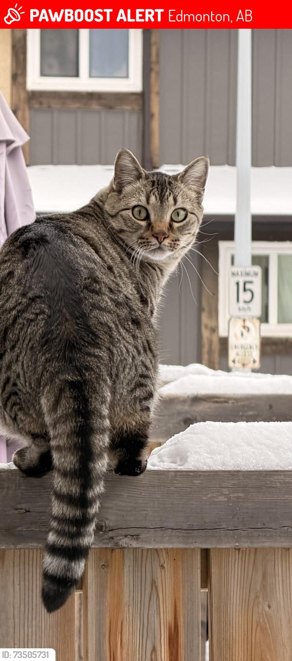 Lost Male Cat last seen Near St & Saddleback Rd Bluequill, Edmonton, AB 