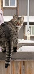 Lost Male Cat last seen Near St & Saddleback Rd Bluequill, Edmonton, AB 
