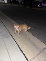 Reunited Female Dog last seen Near stackhouse Dr, Fayetteville, NC 28314