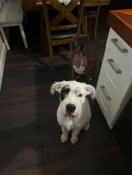 Reunited Male Dog last seen Near SW Wildcat Trail, Stuart, FL 34997, USA, Stuart, FL 34997