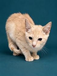 Shelter Stray Male Cat last seen , 1601 Airport Rd, Shelby, NC 28150, USA