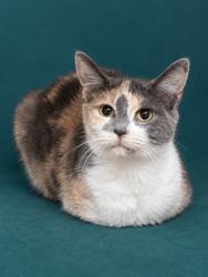 Shelter Stray Female Cat last seen , 1601 Airport Rd, Shelby, NC 28150, USA