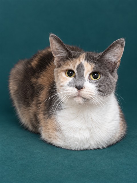 Shelter Stray Female Cat last seen , 1601 Airport Rd, Shelby, NC 28150, USA