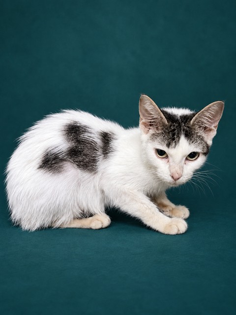 Shelter Stray Female Cat last seen , 1601 Airport Rd, Shelby, NC 28150, USA
