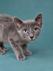 Shelter Stray Female Cat last seen , 1601 Airport Rd, Shelby, NC 28150, USA