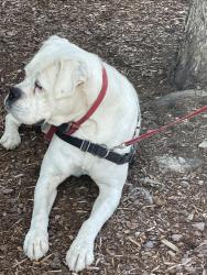 Found/Stray Male Dog last seen Woodland Hills road, Asheville, NC 28804