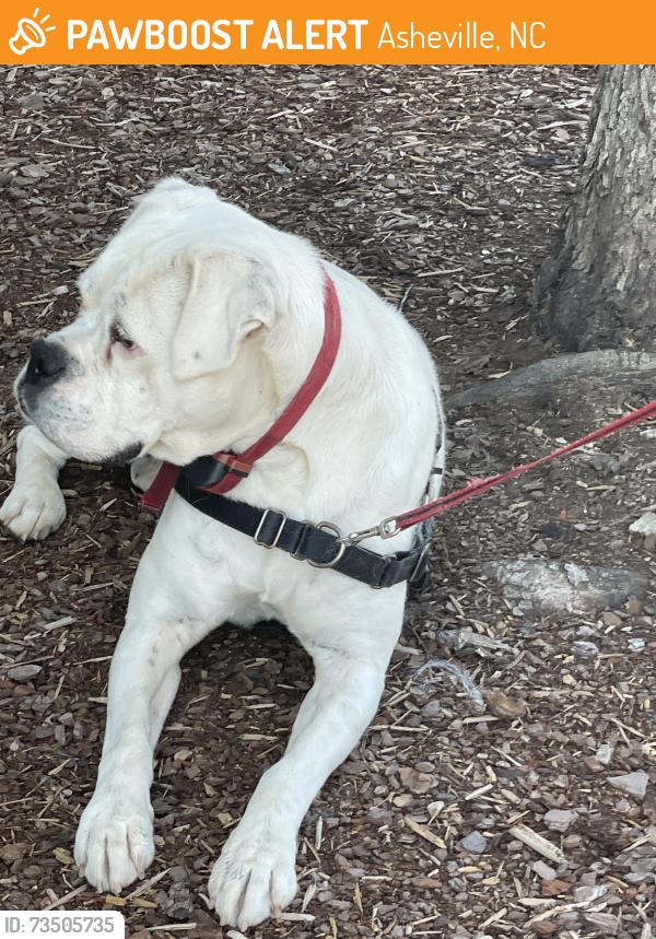 Found/Stray Male Dog last seen Woodland Hills road, Asheville, NC 28804