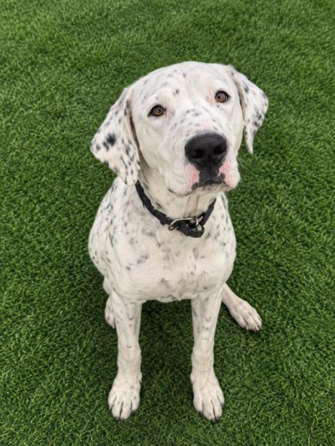 Shelter Stray Male Dog last seen , 38550 Sierra Hwy, Palmdale, CA 93550, USA