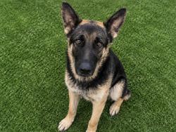 Shelter Stray Male Dog last seen , 38550 Sierra Hwy, Palmdale, CA 93550, USA