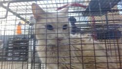 Shelter Stray Male Cat last seen Near BLOCK W 38 ST, 3599 NW 79th Ave, Doral, FL 33122, USA