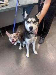 Shelter Stray Male Dog last seen , West Valley Animal Shelter, 20655 Plummer St, Chatsworth, CA 91311, USA