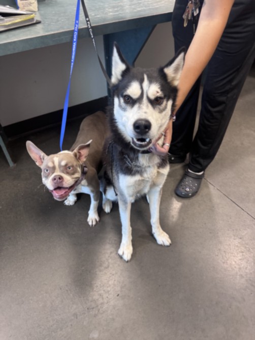 Shelter Stray Male Dog last seen , West Valley Animal Shelter, 20655 Plummer St, Chatsworth, CA 91311, USA