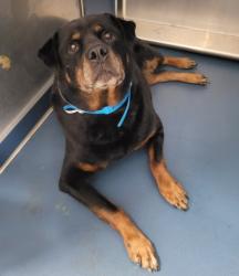 Shelter Stray Male Dog last seen Near BLOCK JOY RD, DETROIT MI, 48228, 1431 E Ferry St, Detroit, MI 48211, USA