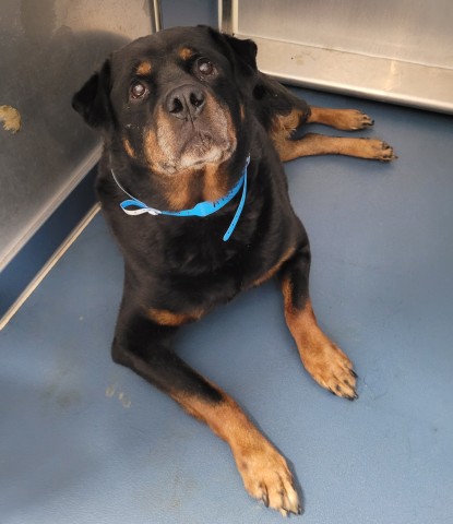 Shelter Stray Male Dog last seen Near BLOCK JOY RD, DETROIT MI, 48228, 1431 E Ferry St, Detroit, MI 48211, USA
