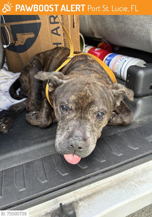 Found/Stray Unknown Dog last seen Port St Lucie, Port St. Lucie, FL 34986