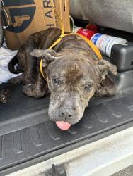 Found/Stray Unknown Dog last seen Port St Lucie, Port St. Lucie, FL 34986