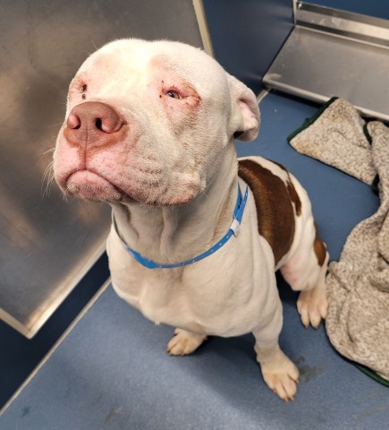 Shelter Stray Male Dog last seen Near BLOCK W DAVISON ST, DETROIT MI 48238, 1431 E Ferry St, Detroit, MI 48211, USA