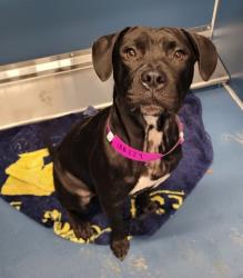 Shelter Stray Female Dog last seen Near BLOCK W DAVISON ST, DETROIT MI 48238, 1431 E Ferry St, Detroit, MI 48211, USA