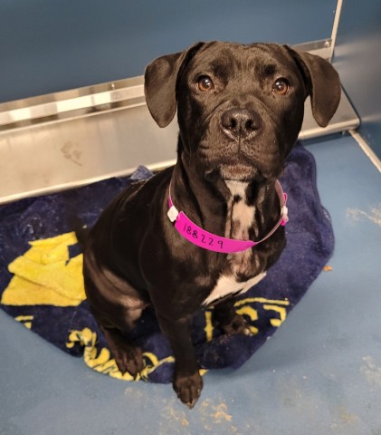 Shelter Stray Female Dog last seen Near BLOCK W DAVISON ST, DETROIT MI 48238, 1431 E Ferry St, Detroit, MI 48211, USA