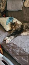 Reunited Male Cat last seen Near Walter St, Willoughby, NSW 2068