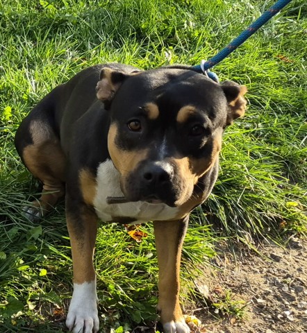 Shelter Stray Female Dog last seen Near BLOCK WINSTON ST, DETROIT, MI 48219, 1431 E Ferry St, Detroit, MI 48211, USA