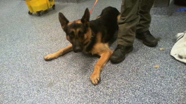 Shelter Stray Male Dog last seen CHARLOTTE, 8315 Byrum Dr, Charlotte, NC 28217, USA