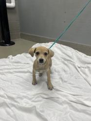 Shelter Stray Female Dog last seen Near BLOCK E AZURE AVE, NORTH LAS VEGAS NV 89081, 655 N Mojave Rd, Las Vegas, NV 89101, USA