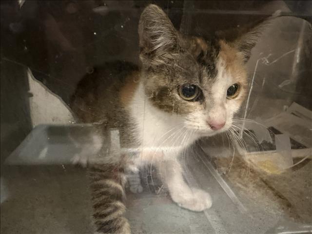 Shelter Stray Female Cat last seen , 3201 Lacy St, Los Angeles, CA 90031, USA