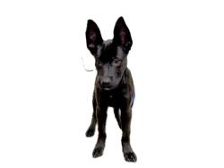 Shelter Stray Female Dog last seen , 3201 Lacy St, Los Angeles, CA 90031, USA