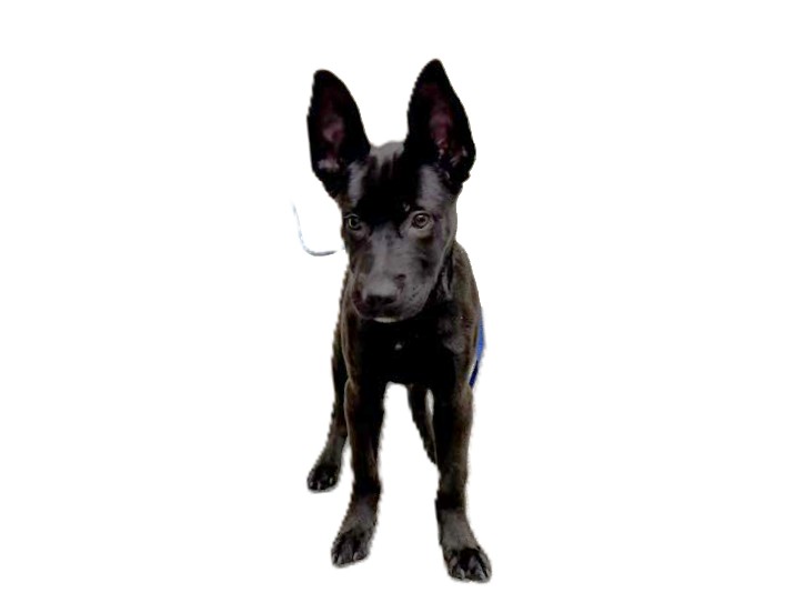 Shelter Stray Female Dog last seen , 3201 Lacy St, Los Angeles, CA 90031, USA
