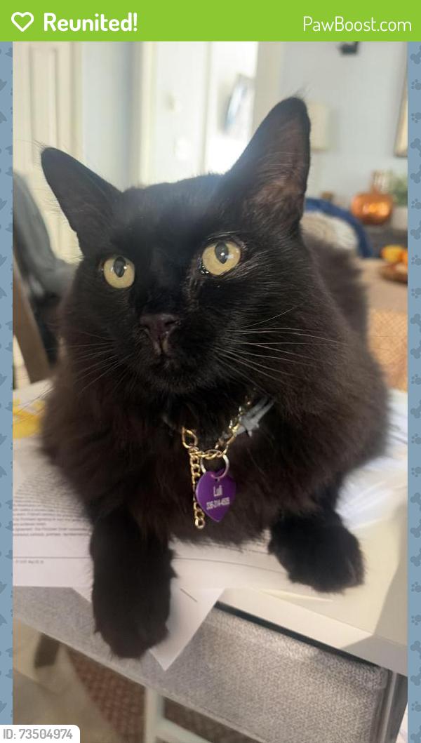 Reunited Female Cat last seen Near Ray Alexander Dr, Greensboro, NC 27410, USA, Greensboro, NC 27410