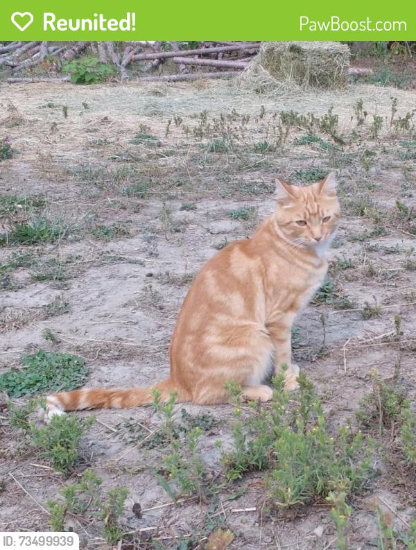 Reunited Male Cat last seen Stonesteps beach, Encinitas, CA 92024