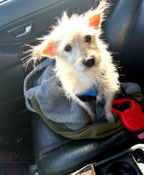 Lost Male Dog last seen Jennings station and minnie, Jennings, MO 63136