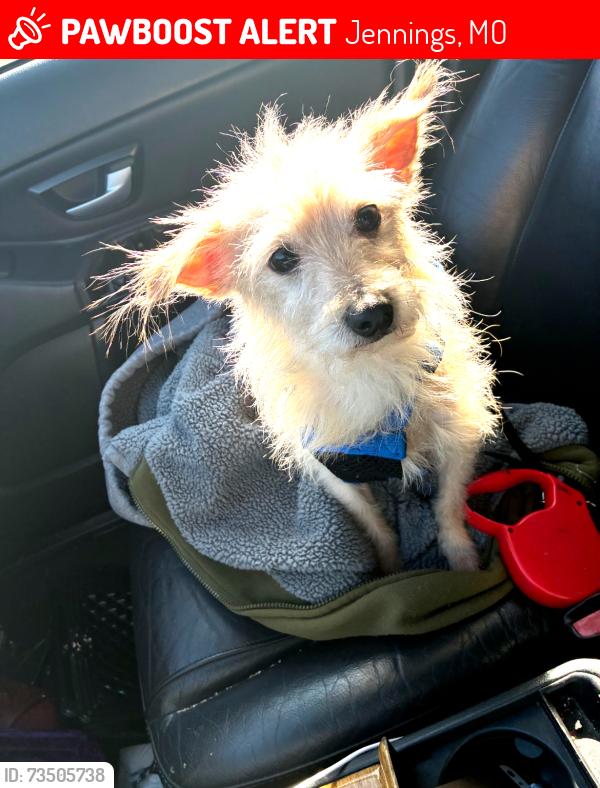 Lost Male Dog last seen Jennings station and minnie, Jennings, MO 63136