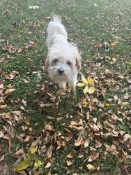 Found/Stray Male Dog last seen Hazelview lane and Cooperpoint, Indianapolis, IN 46268