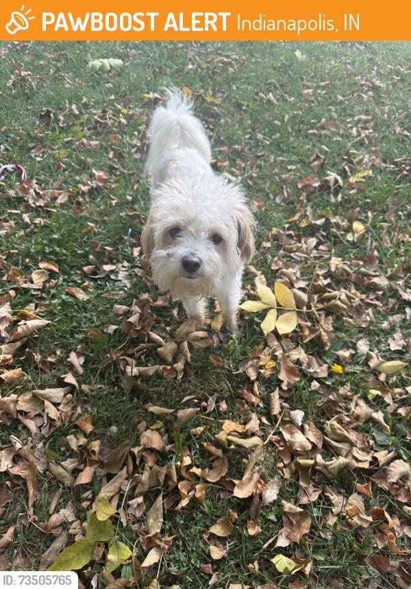 Found/Stray Male Dog last seen Hazelview lane and Cooperpoint, Indianapolis, IN 46268